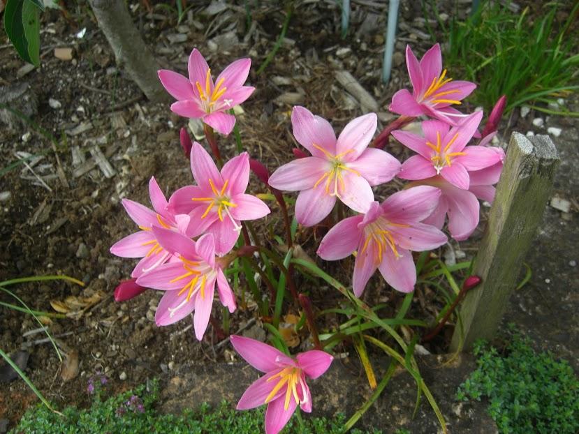 Zephyranthes grandiflora (c) copyright by Ina Crossley.  Reproduced by permission.