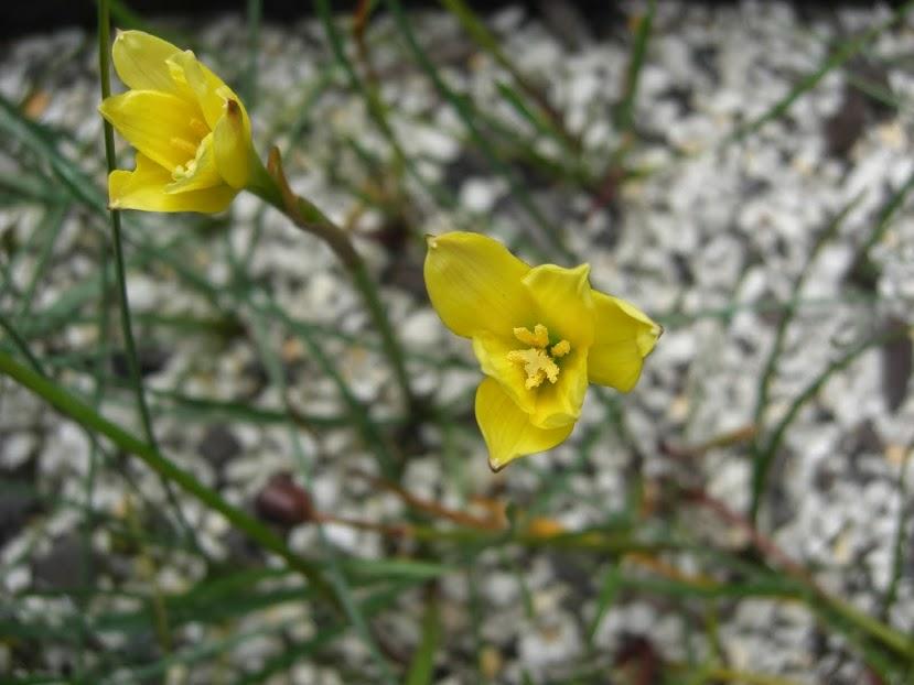 Zephyranthes joensii (c) copyright by Ina Crossley.  Reproduced by permission.