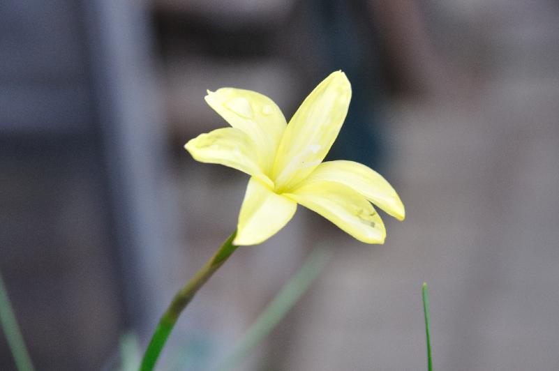 Zephyranthes longifolia (c) copyright 2013 by James E. Shields.  All rights reserved.