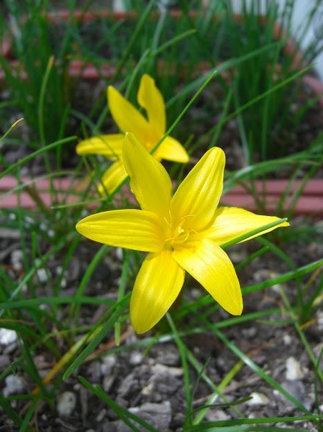 Zephyranthes smallii (c) copyright by Ina Crossley.  Reproduced by permission.