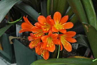 Clivia miniata Belgian hybrid ID'Flor (c) copyright 2009 by Shields Gardens Ltd.  All rights reserved.