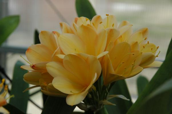 Clivia 'Sunrise Sunset' (c) copyright by Shields Gardens Ltd.  All rights reserved.