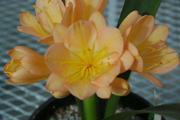 Clivia 'Tessa' (c) by Shields Gardens Ltd.  All rights reserved.