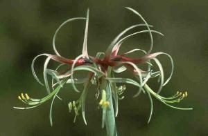 Hippeastrum cybister (c) copyright 2007 by Shields Gardens Ltd.  All rights reserved.