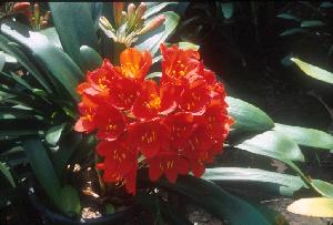 Clivia Conway's 'Doris' (c) copyright 2009 by Shields Gardens Ltd.  All rights reserved.
