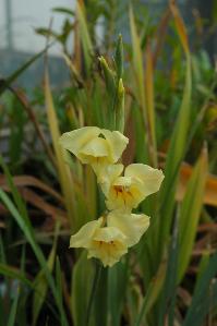 Gladiolus x-gandavensis (c) copyright 2009 by Shields Gardens Ltd.  All rights reserved.