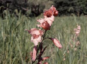 Gladiolus oppositiflorus salmoneus (c) copyright 2009 by Shields Gardens Ltd.  All rights reserved.