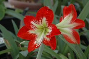 Hippeastrum 'Cape Hatteras' (c) Shields Gardens Ltd.  All rights reserved.