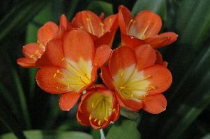 Pen Henry Red Clivia (c) copyright 2009 by Shields Gardens Ltd.  All rights reserved.