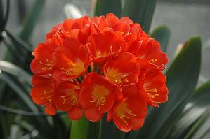 Clivia Solomone Red nr 2430 (c) copyright 2009 by Shields Gardens Ltd.  All rights reserved.