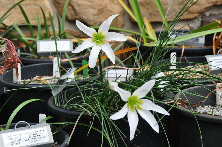 Zephyranthes atamasca (c) copyright 2014 by James E. Shields.  All rights reserved.