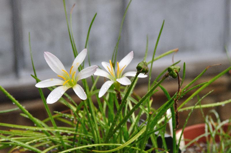 Zephyranthes guatemalensis (c) 2014 by James E. Shields.  All rights reserved.