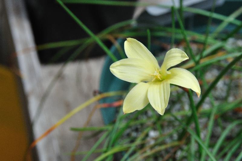 Habranthus longifolius (c)  copyright 2014 by James E. Shields.  All rights reserved.