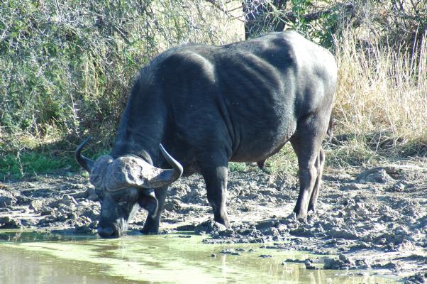 Bull Buffalo Drinking (c) copyright 2006 by Shields Gardens Ltd.  All rights reserved.