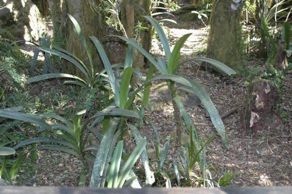 Clivia caulescens at Gods Window (c) copyright 2006 by Shields Gardens Ltd.  All rights reserved.