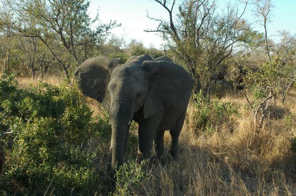 Elephant in the bush (c) copyright 2006 by Shields Gardens Ltd.  All rights reserved.