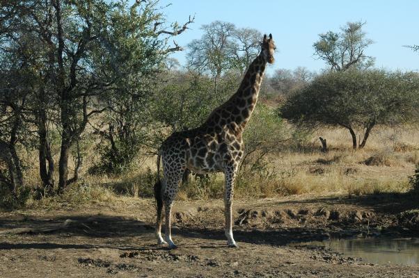 Giraffe (c) copyright 2006 by Shields Gardens Ltd.  All rights reserved.