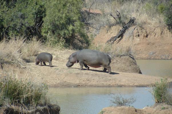 Hippopotamus in Pilanesberg (c) copyright 2006 by Shields Gardens Ltd.  All rights reserved.