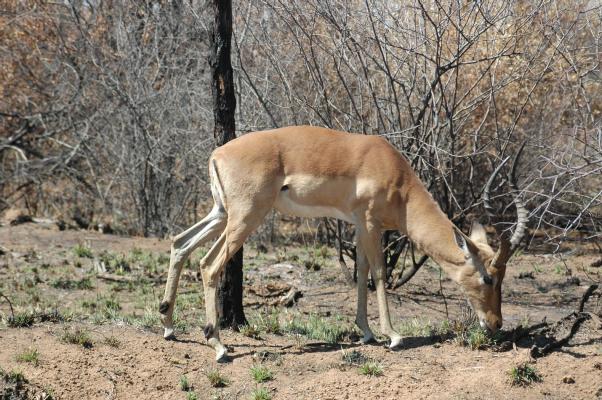 Impala male in Pilanesberg (c) copyright 2006 by Shields Gardens Ltd.  All rights reserved.