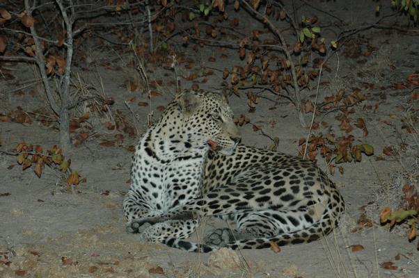 Leopard Resting (c) copyright 2006 by Shields Gardens Ltd.  All rights reserved.