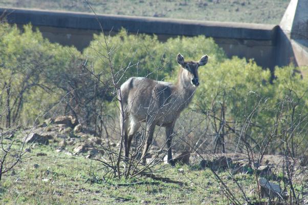 Waterbuck doe (c) copyright 2006 by Shields Gardens Ltd.  All rights reserved.