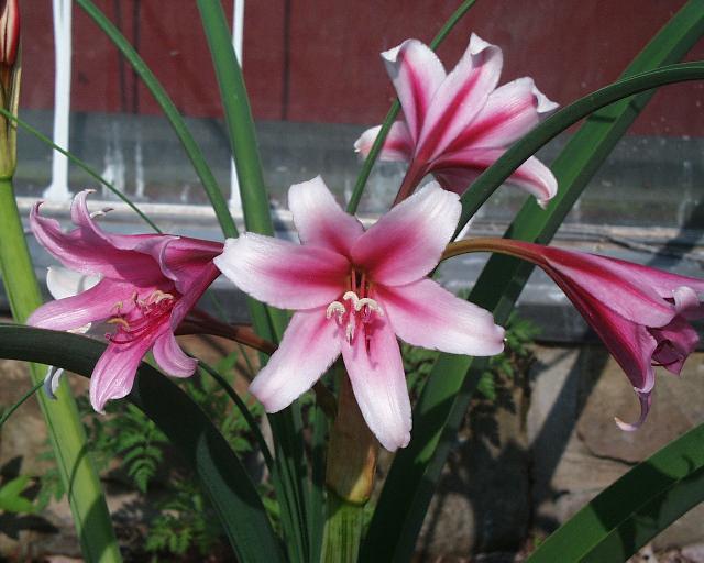 Crinum bulbispermum (c) copyright 2003 by Shields Gardesn Ltd.  All rights reserved.