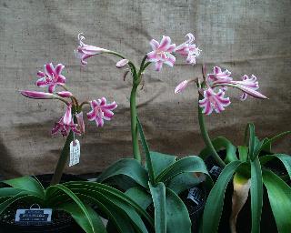 Crinum graminicola (c) copyright 2003 by Shields gardesn Ltd.  All rights reserved.