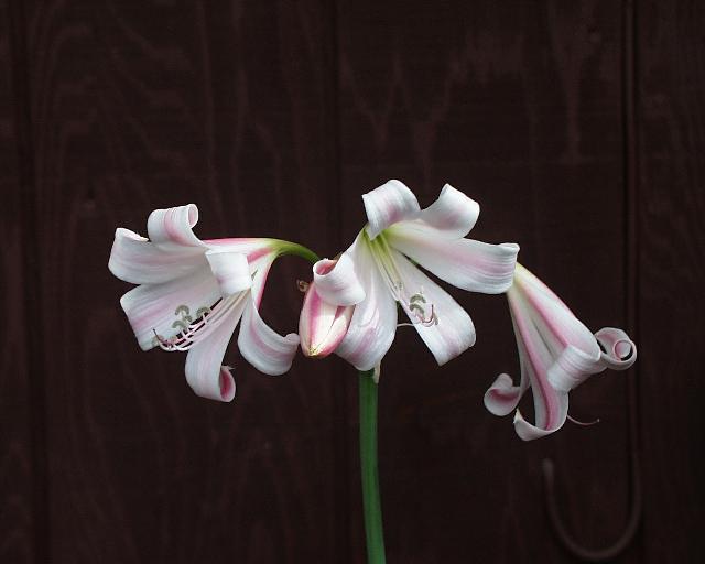 Crinum lineare (c) copyright 2003 by Shields Gardens Ltd.  All rights reserved