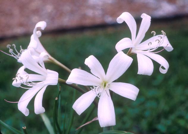 Crinum lugardiae (c) copyright 2003 Shields Gardens Ltd. All rights reserved