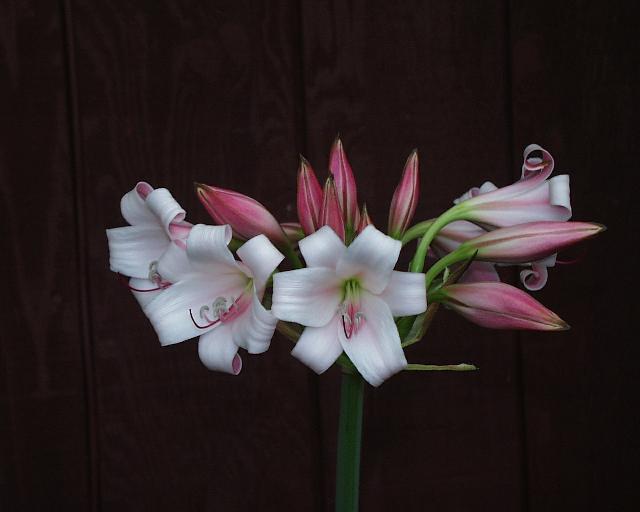 Crinum macowanii (c) copyright 2003 by Shields Gardens Ltd.  All rights reserved.