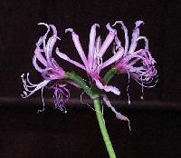 Nerine angulata (c) copyright 2003 by Shields Gardens Ltd.  All rights reserved.