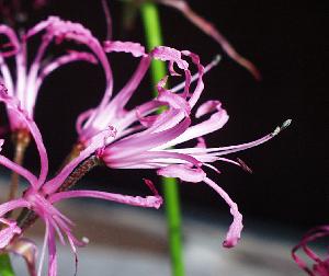 Nerine filifolia in profile