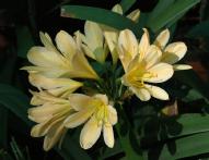 Chubbs Peach Seedling (c) copyright 2006 by Shields Gardens Ltd.  All rights reserved. #1621.