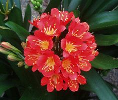 Clivia miniata Belgian Hybrid (c) copyright by Shields Gardens Ltd.  All rights reserved.