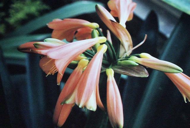 Bearded Man hybrid clivia photo by Keith Rose.