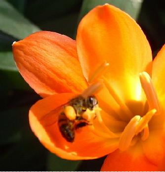Bee in Clivia miniata flower