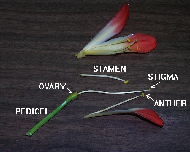 Clivia Flower anatomy (c) copyright 2003 by James E. Shields.  All rights reserved.