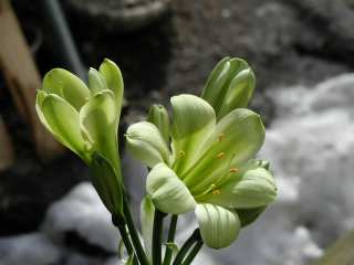 'Green Impact' (Toshiyuki Sosoya)