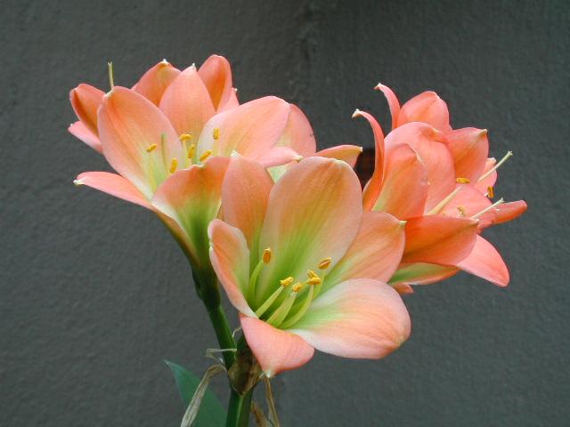 Clivia 'Julia' (Loukie Viljoen)