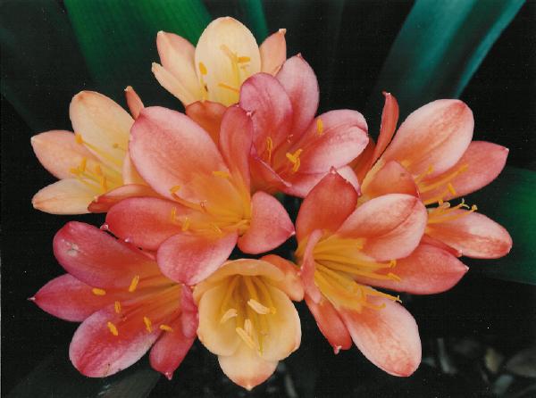 Clivia 'Louisa' (Conway)