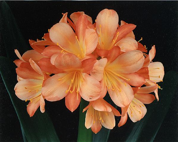 Clivia 'Mary Helen' (Conway)