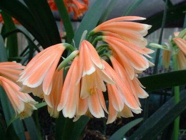 Clivia 'Pink Sensation' (Rudo Lotter)