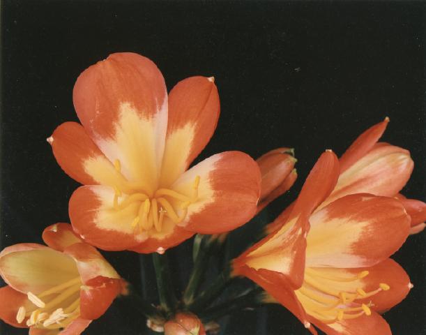 Clivia 'Ramona' (Conway)