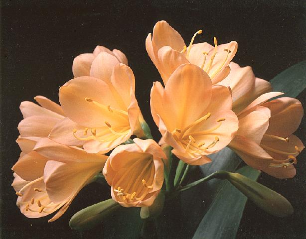 Clivia 'Doris' (Conway)