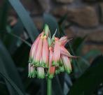 Clivia caulescens