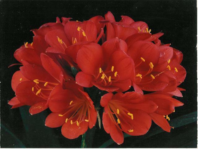 Clivia 'Doris' (Conway)