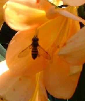 Hover fly at Clivia miniata flower