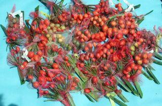 Clivia berries