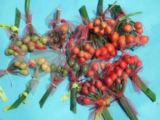 Clivia Berries