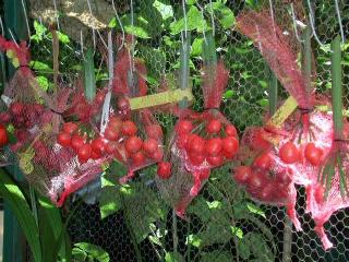 Clivia Pods Hanging Like Jerky